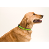 Reflective Pet Collar Muttley in blue