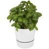 Herbs single kitchen pot in White