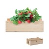 Strawberry kit in wooden crate in Brown