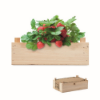 Strawberry kit in wooden crate in wood