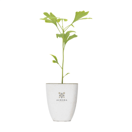 Treemore Letterbox Trees Japanese Nut