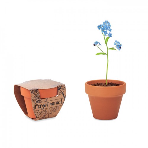 FORGET ME NOT - Terracotta pot 'forget me not' in 