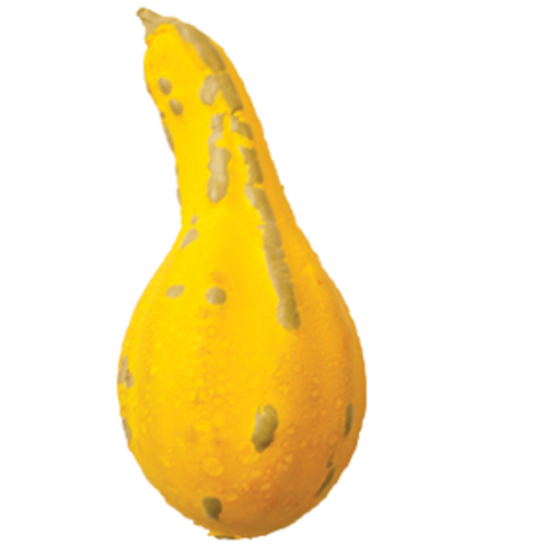 Stress Gourd