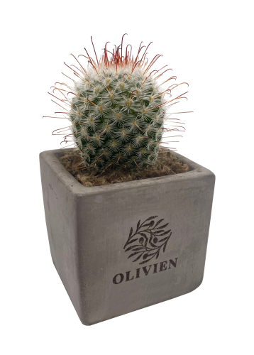 Concrete Succulent (copy)