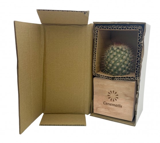 Wooden Cube Cacti